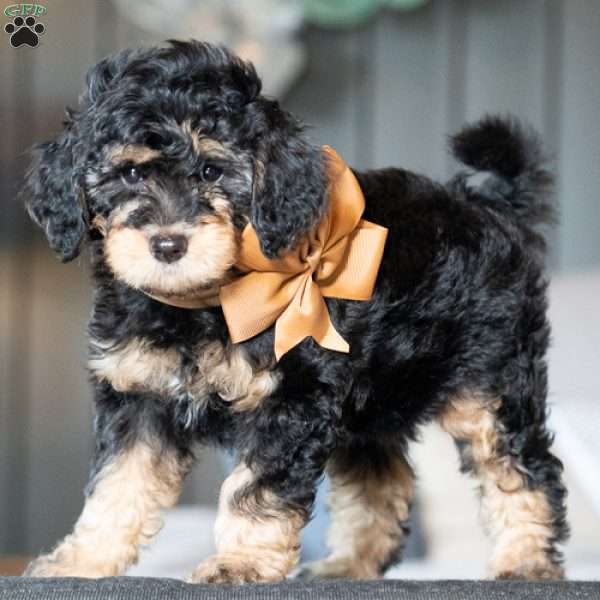 Willow, Golden Mountain Doodle Puppy